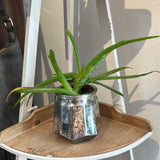 Locally Grown Potted Plants MISC ACCESS. - 113 Moon Child Collective   